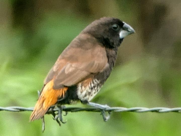 Buff-bellied Mannikin