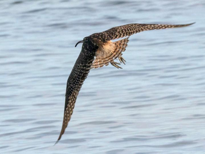 Bristle-thighed Curlew