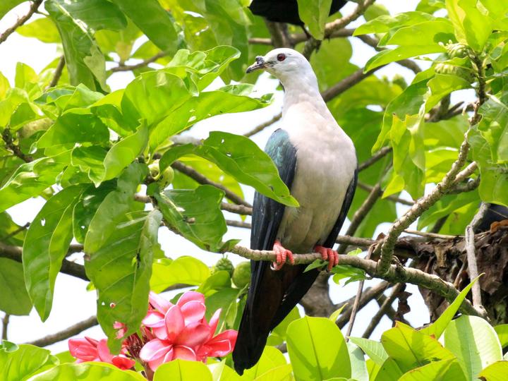 Pacific Imperial Pigeon