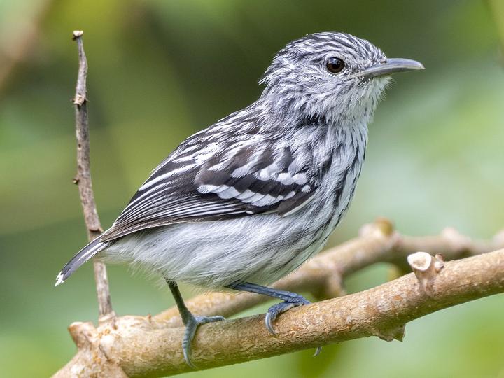 Pacific Antwren