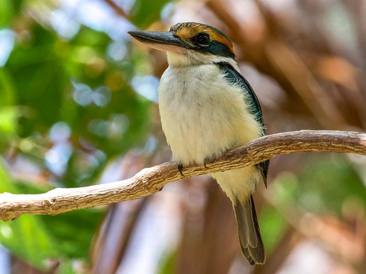 Pacific Kingfisher