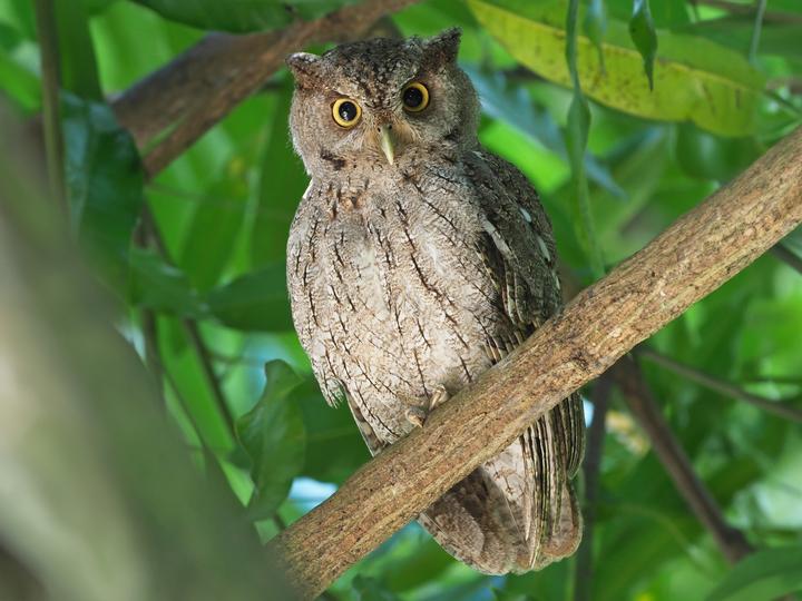 Pacific Screech Owl