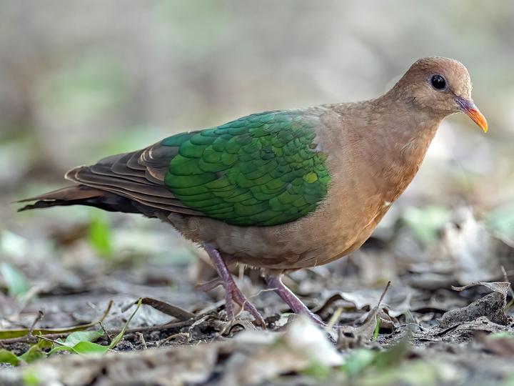 Pacific Emerald Dove