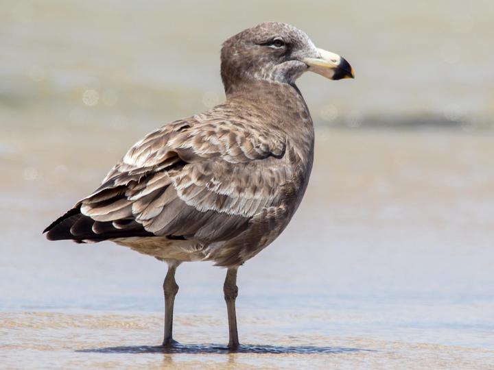 Pacific Gull