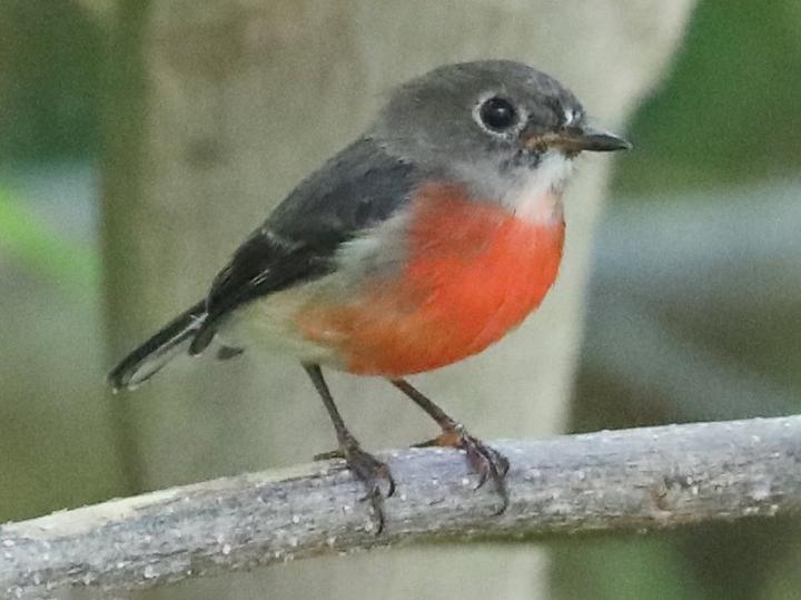 Pacific Robin