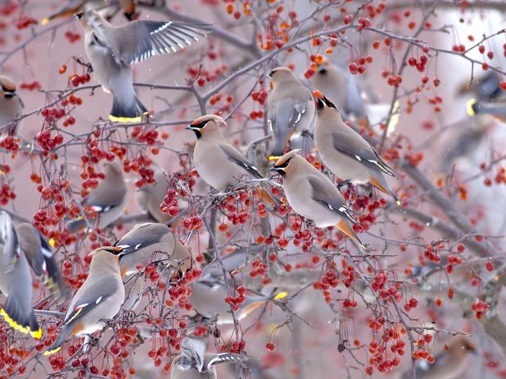 Bohemian Waxwing