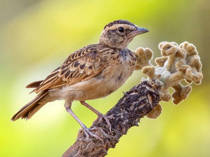 Sun Lark