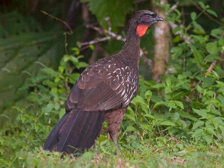 Yungas Guan