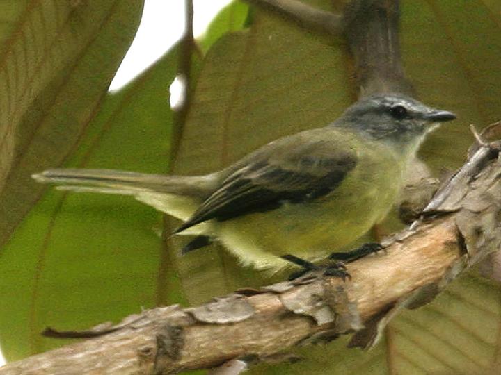 Yungas Tyrannulet