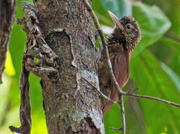Zimmer's Woodcreeper