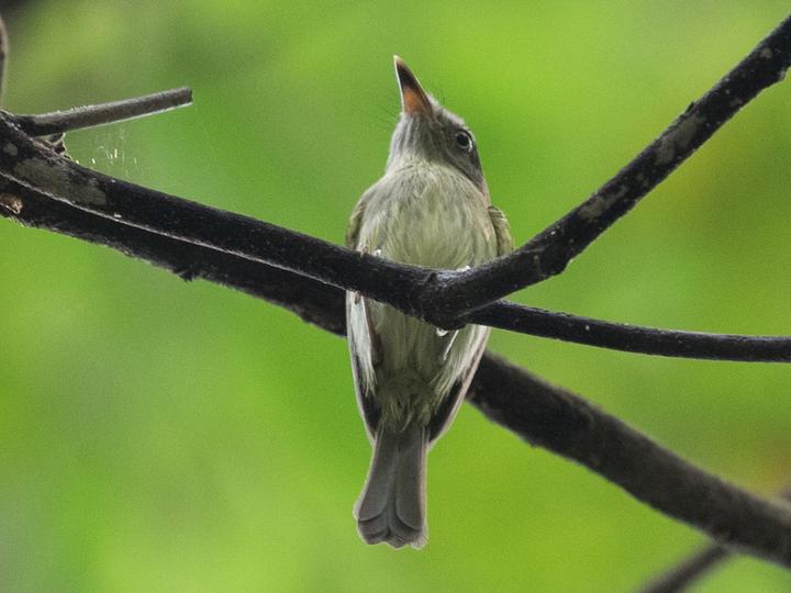 Zimmer's Tody-Tyrant