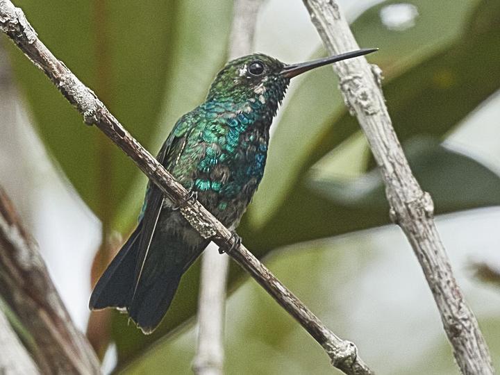 Chiribiquete Emerald