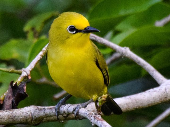 Pemba White-eye