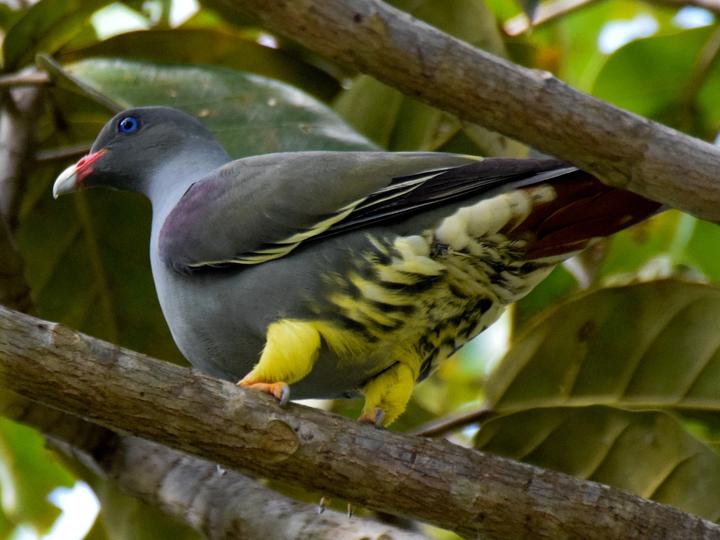 Pemba Green Pigeon
