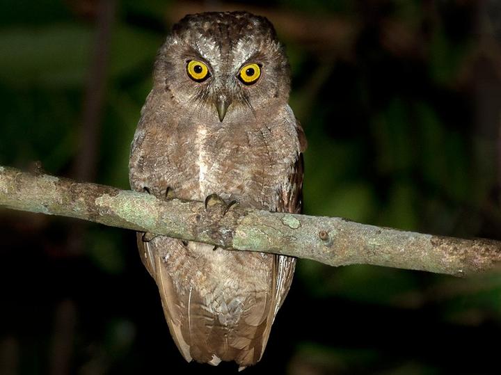 Pemba Scops Owl