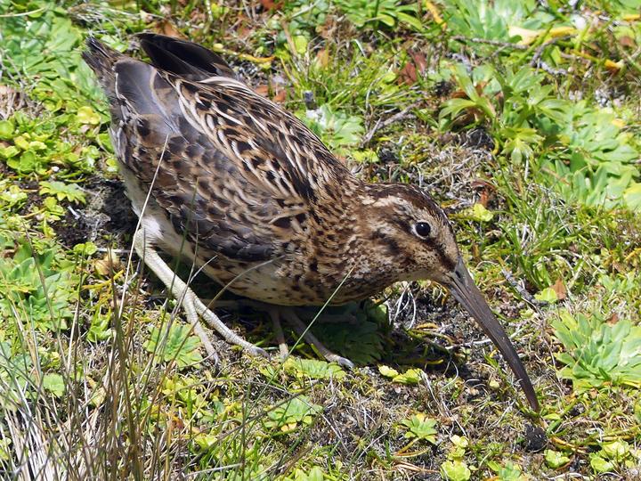 Subantarctic Snipe