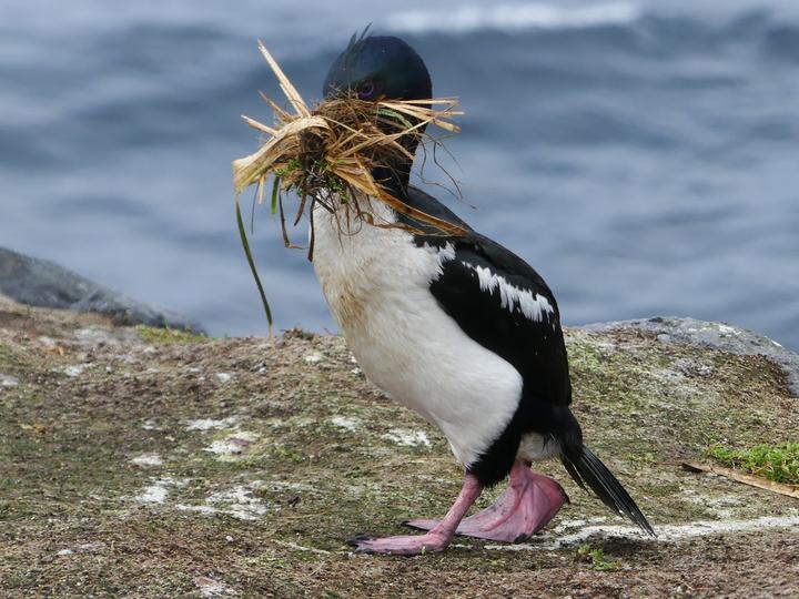 Auckland Shag