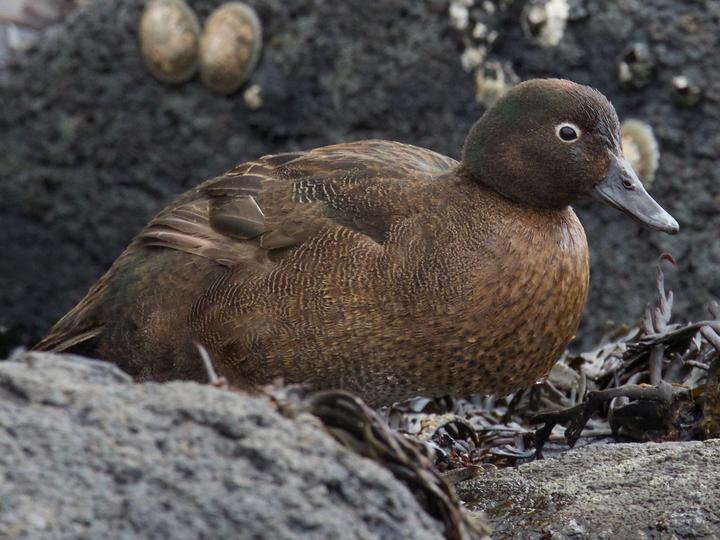 Auckland Teal