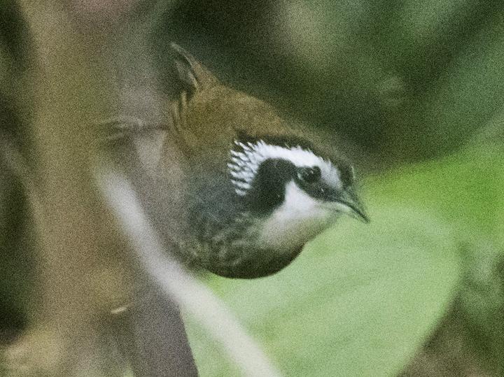 Snowy-throated Babbler