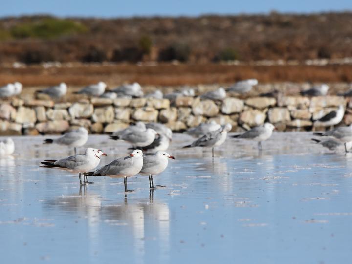 Audouin's Gull