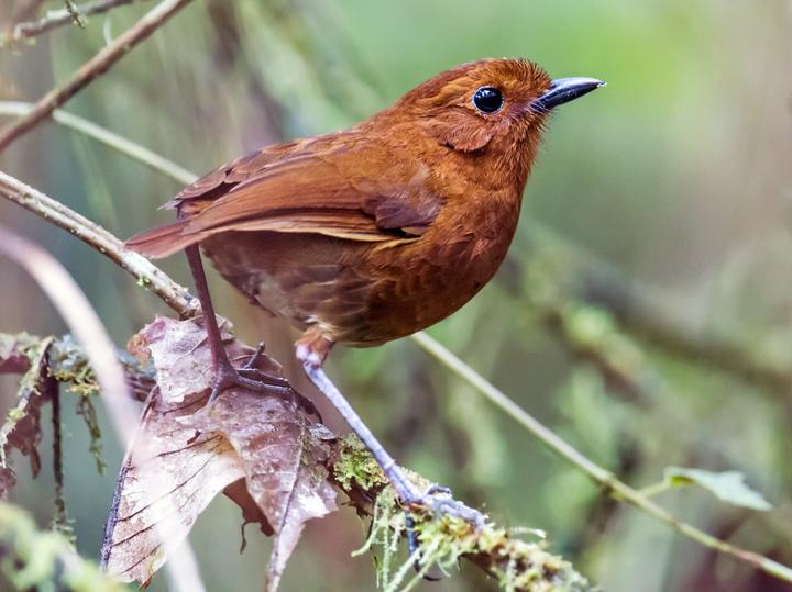 Oxapampa Antpitta