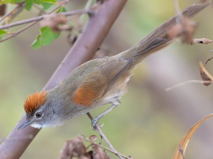 Rio Orinoco Spinetail