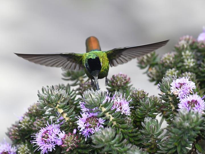 Hooded Visorbearer