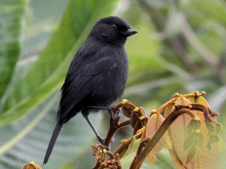 Venezuelan Flowerpiercer