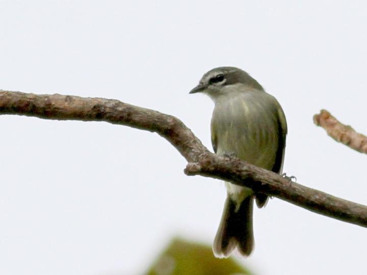 Venezuelan Tyrannulet