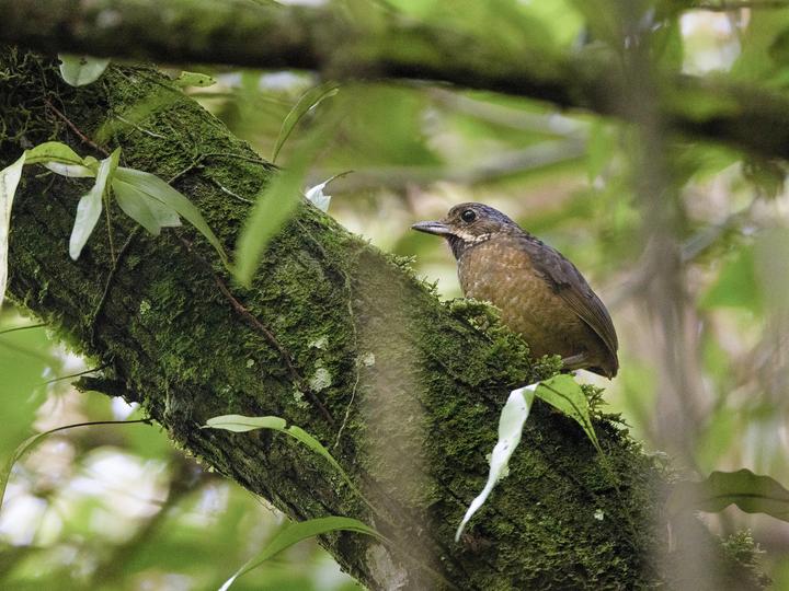 Tachira Antpitta