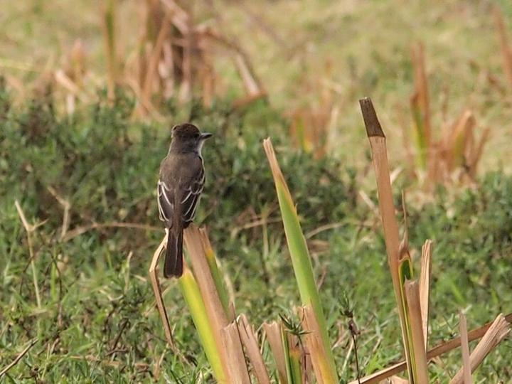 Venezuelan Flycatcher
