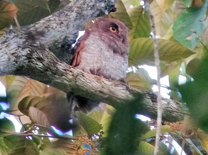 Foothill Screech Owl