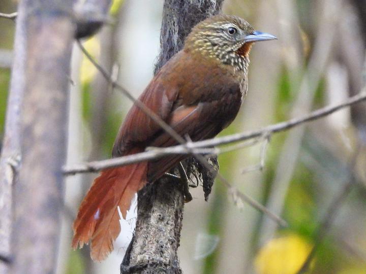 Orinoco Softtail