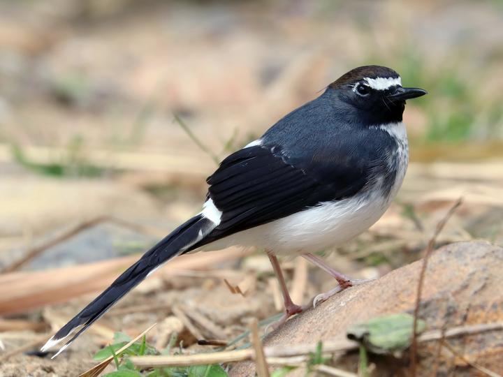 Sunda Forktail