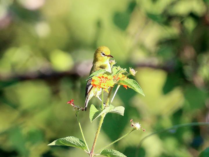 Small Lifou White-eye