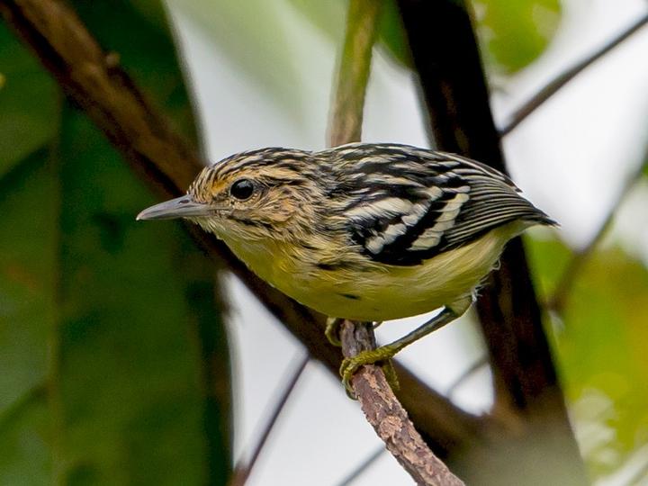 Pygmy Antwren
