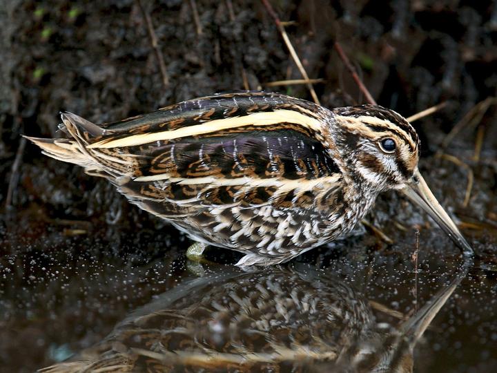 Jack Snipe