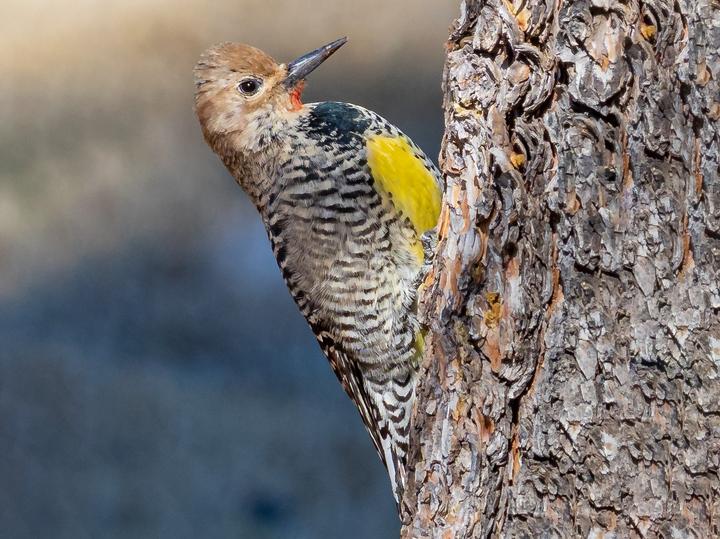 Williamson's Sapsucker