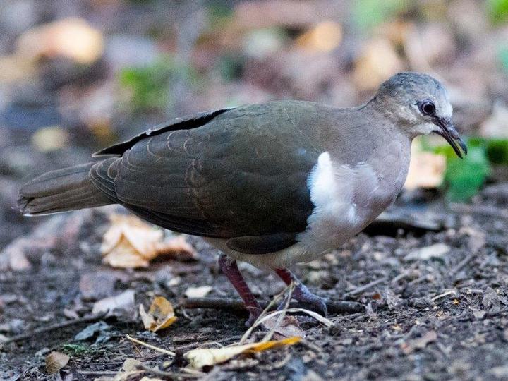 Grenada Dove