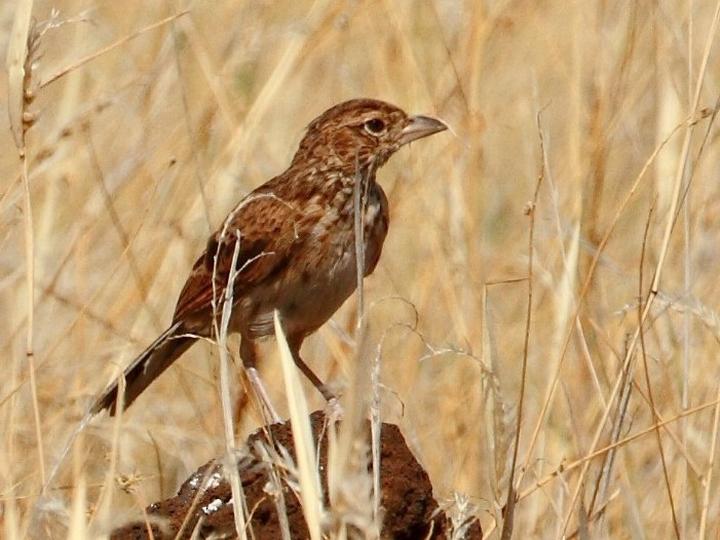 Williams's Lark