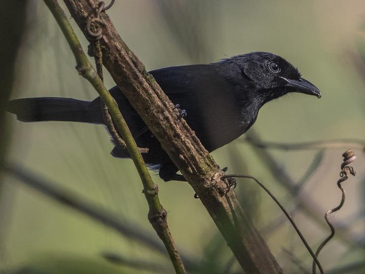Willard's Sooty Boubou