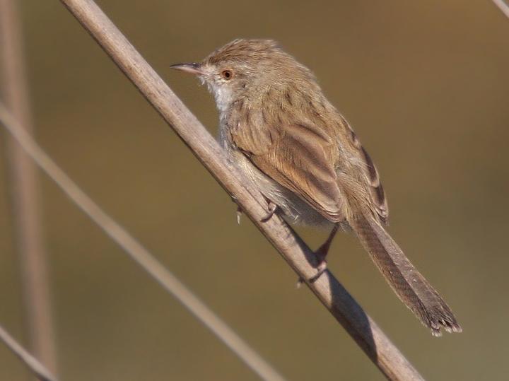 Delicate Prinia