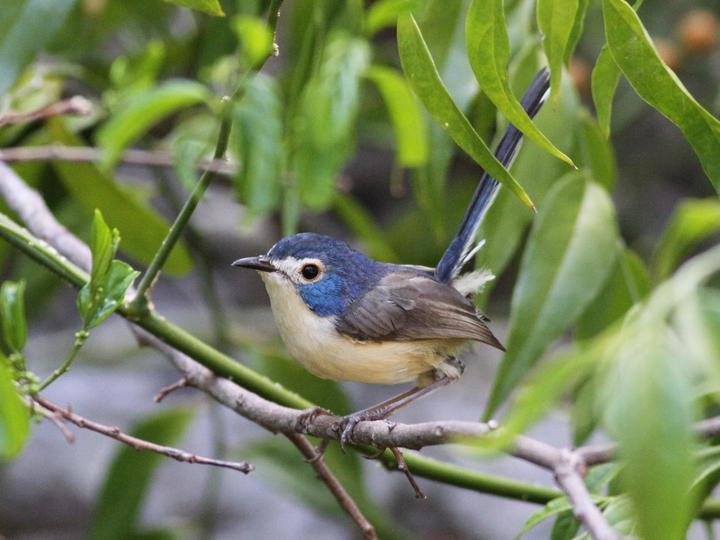 Lovely Fairywren