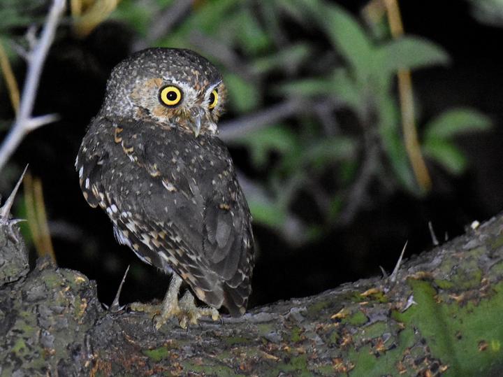 Elf Owl