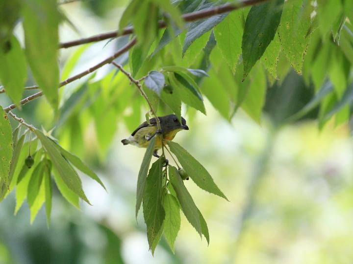 Yellow-rumped Flowerpecker