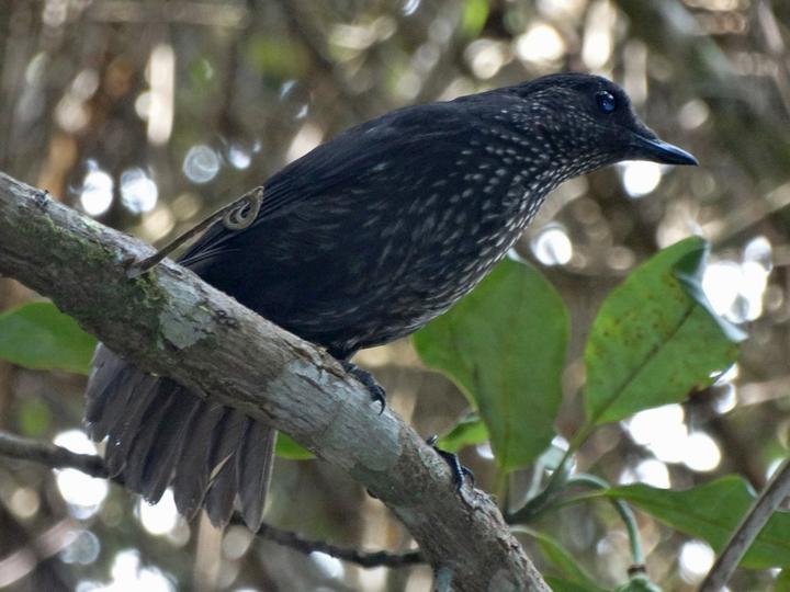 Bornean Whistling Thrush
