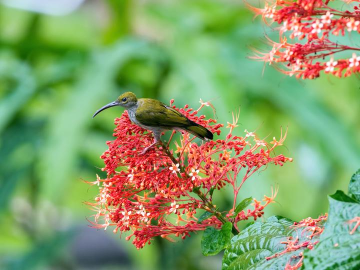 Bornean Spiderhunter