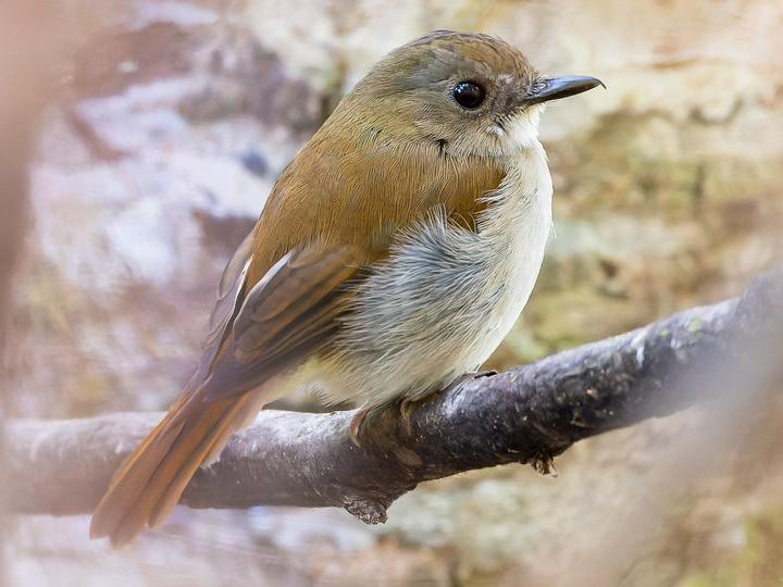 Crocker Jungle Flycatcher