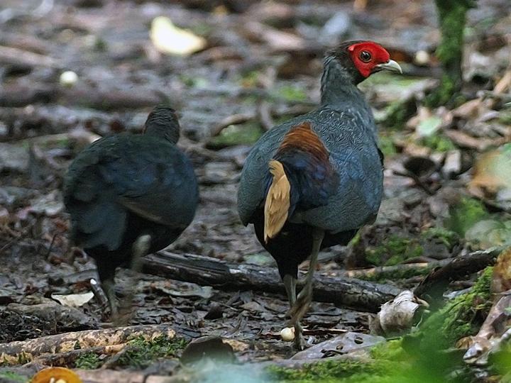 Bornean Crestless Fireback