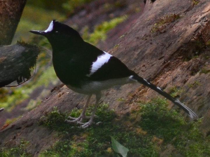 Bornean Forktail